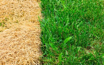 Why is my grass yellow? SUMMER TIPS FOR A HEALTHY LAWN