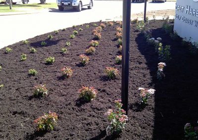 plant installation landscaping