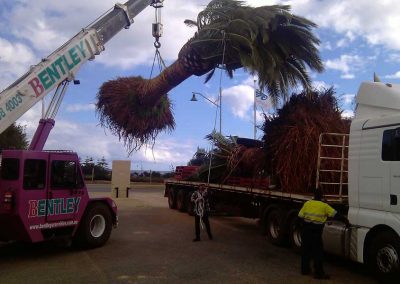 site clearing tree installation