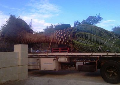 site clearing landscaping