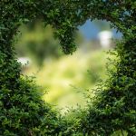How to Look After Your Garden in Winter