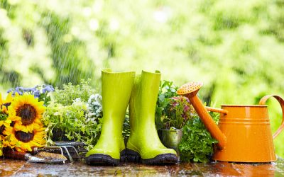 Common Myths About Winter Gardens