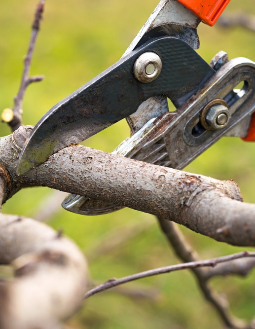 pruning