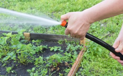 10 Top Tips for Watering Your Garden in Summer