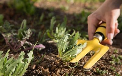 Taking Care of Your Lawn for Winter