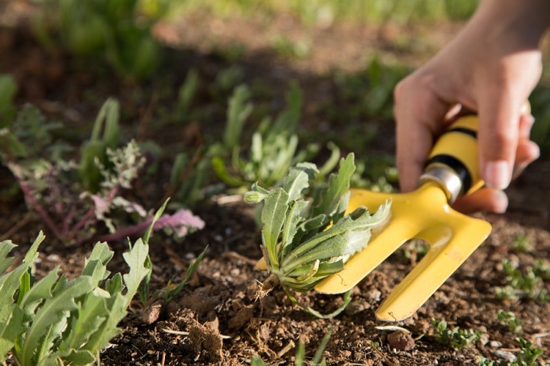 taking care of lawn for winter