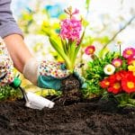 garden flower bed softscaping