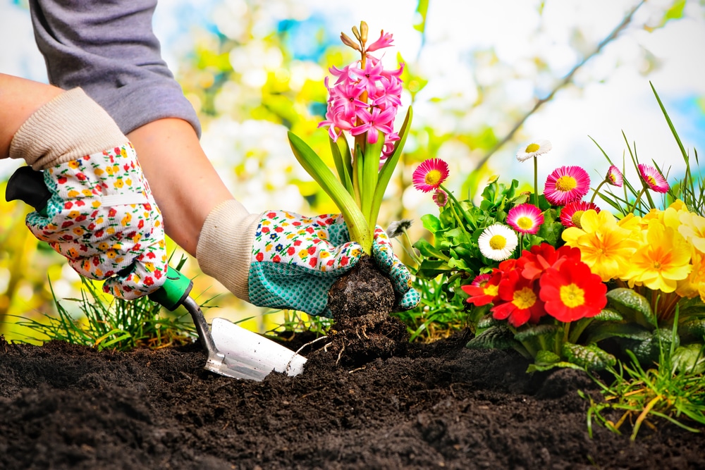 garden flower bed softscaping