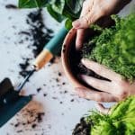 Planting in pot