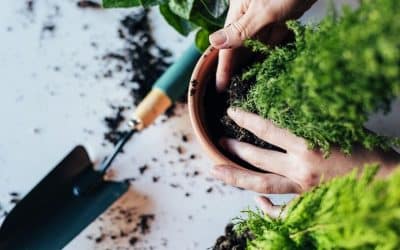 Looking Good Landscaping’s Seasonal Planting Guide For Perth