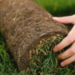 Natural turf roll