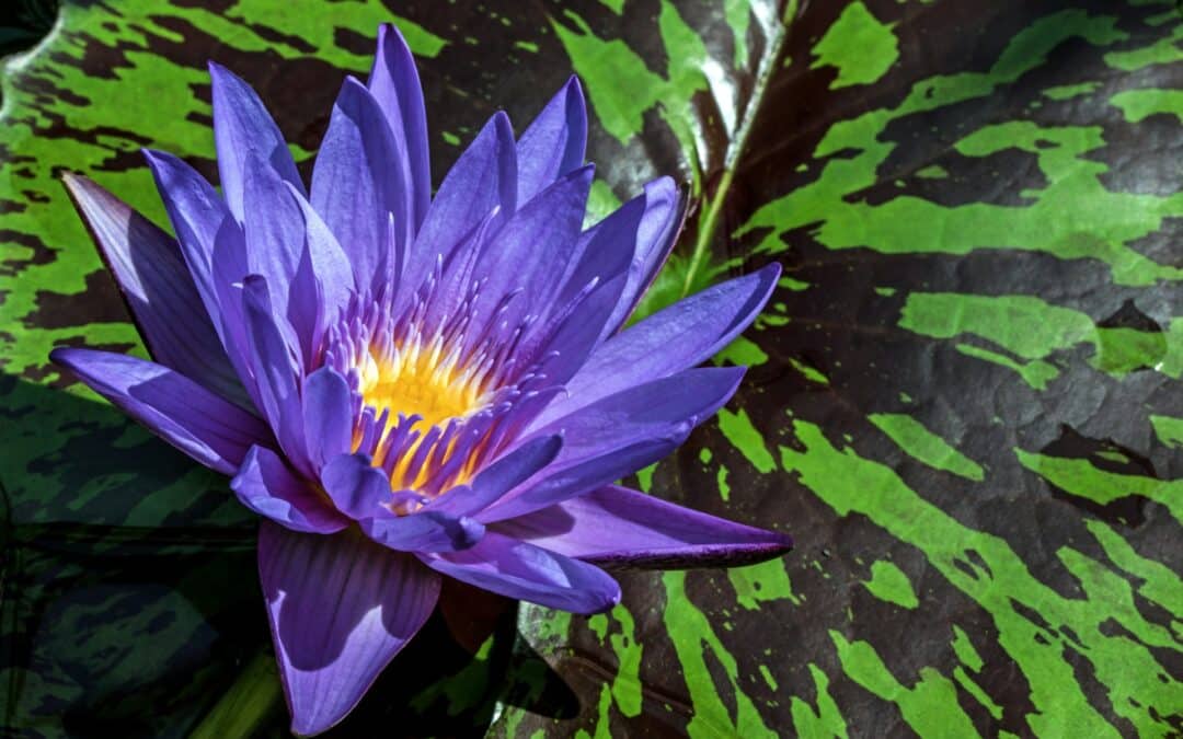 Purple flower contrasted by bright green leaf