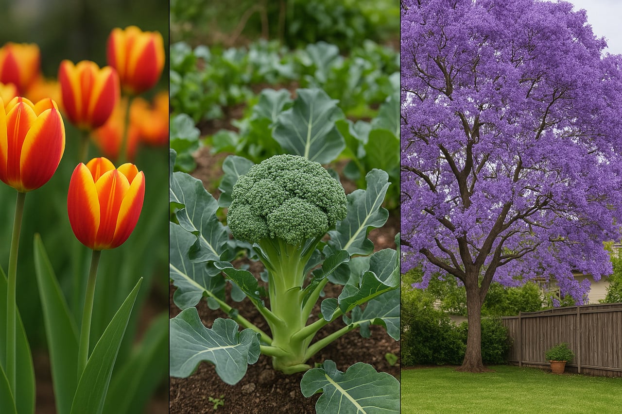 Australian Spring Plants - Tulips, Brocolli, Hyacinth