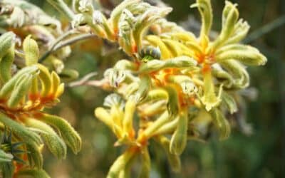 Top Drought-Resistant Plants for WA Gardens