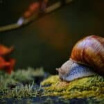 pest garden snail