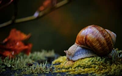 Beating Garden Pests in Rockingham Through Landscaping