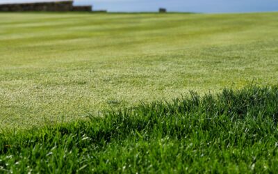Natural Turf vs Artificial Turf in WA: Which Lawn Option Is Better?